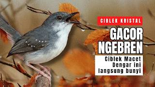 Ciblek Kristal Gacor Ngebren Nembak Panjang-panjang | Pancingan Ampuh Ciblek Malas Bunyi dan Macet