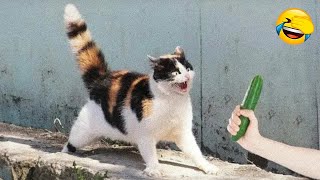 Funniest Animals  New Funny Cats and Dogs Videos  2024 Part 52
