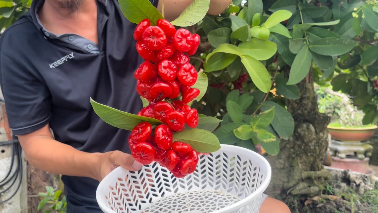 Thu hoạch mận hoàng Yến Zalo 0909099971