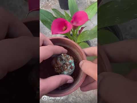 Video: Calla Lily Flower Seeds - Tips för fröodling Calla Lilies