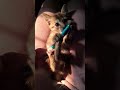 minitron🤏🥺❤️🩹 #cat #catshorts #kitten #cute #animals #pets #cutecat #viral #catman #meowgical#music