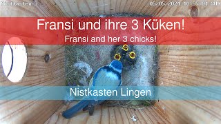 Nistkasten 3 - 3 Küken ausgeflogen - 3 chicks left the box