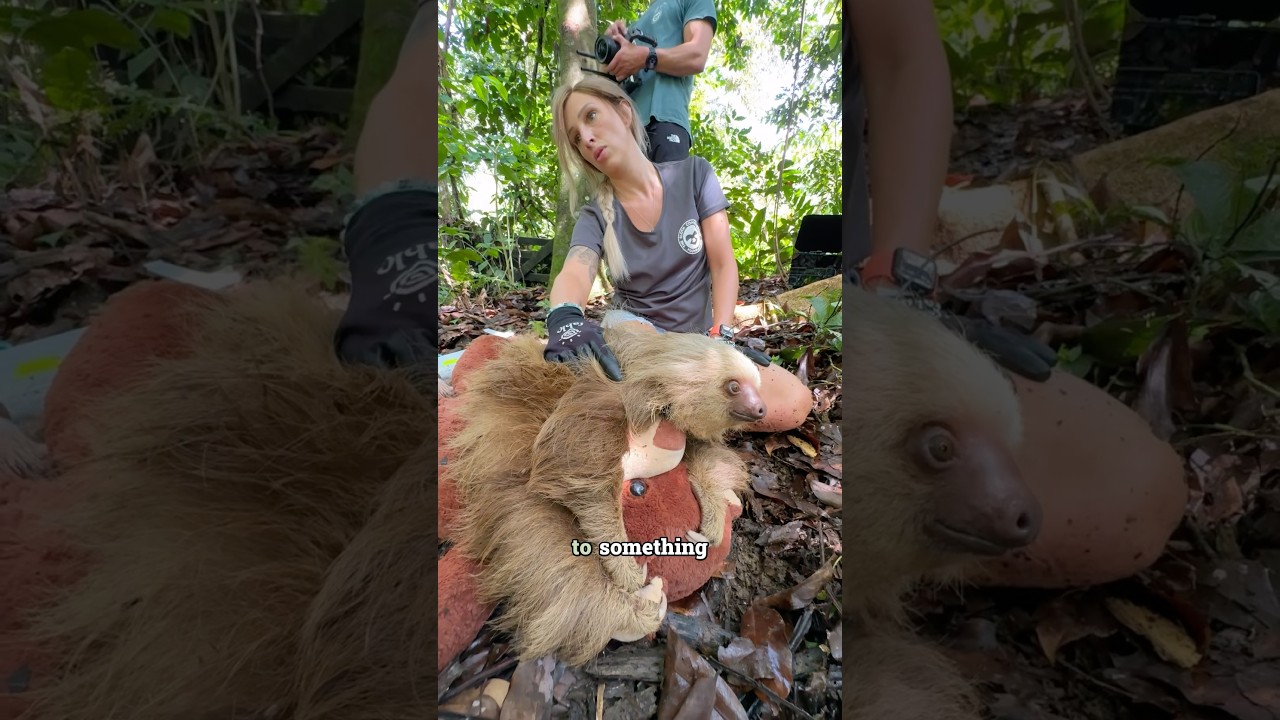 Studying Sloths: BTS with the Sloth Conservation Foundation 🦥