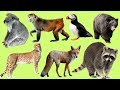 Learn Names and Sound Wild Animals  Part 3 for Kids Children