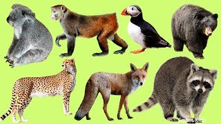 Learn Names and Sound Wild Animals  Part 3 for Kids Children