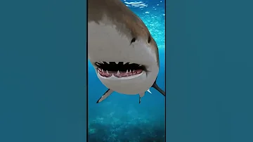 قرش الغردقة Hurghada Shark 