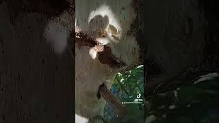 Inokusali gaharu 1 Tahun. di Bajugan, Ogomoinit.
