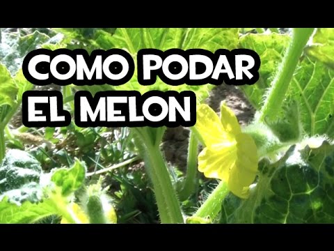 Video: Cómo podar una planta de melón: ¿debería podar las vides de melón?