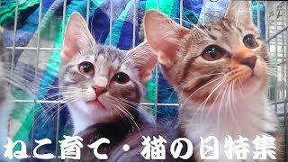 20200222（土）ねこ育て　猫の日特集から