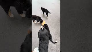 Bernese mountain dog puppies meet the kitty for the first time #bernesemountaindog #puppy