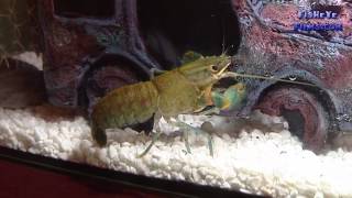 About Keeping Yabbies or Freshwater Crayfish!