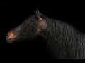 Symphony [Equestrian Music Video]