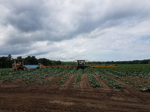 Video: Zucchini Harvest