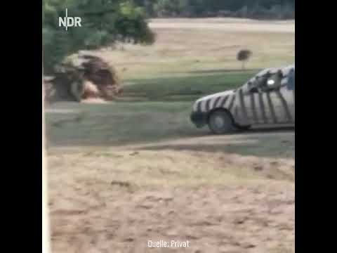 Rhino attacks car