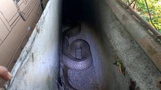 Busog Na Cobra Sa Abucay, Bataan Jtg Kamandag