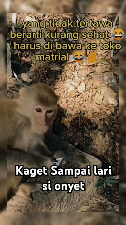 Prank monyet pakai petasan #videolucu #funny #lucu