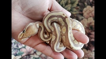 Ball Python GIVEAWAY!