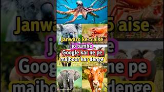 5 Animal Facts Jo Google Karne Pe Majboor Kar Denge 🐙🐨  #facts #animalshorts #trending #facts