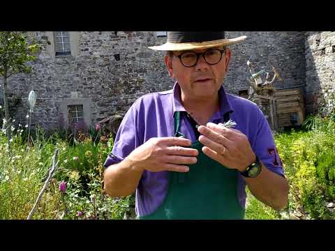 Video: Helichrysum Curry Qulluğu - Dekorativ Karri Bitkisinin Yetişdirilməsi Haqqında Məlumat