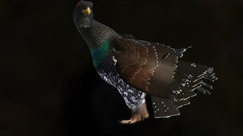 New map Revontuli Coast, 2 diamond Western Capercaillie beside each other