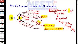 Details Chemiosmotic hypothesis Guide