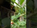 Yellow Head "Fly" (insect) on the Leaf of a Lemon Tree