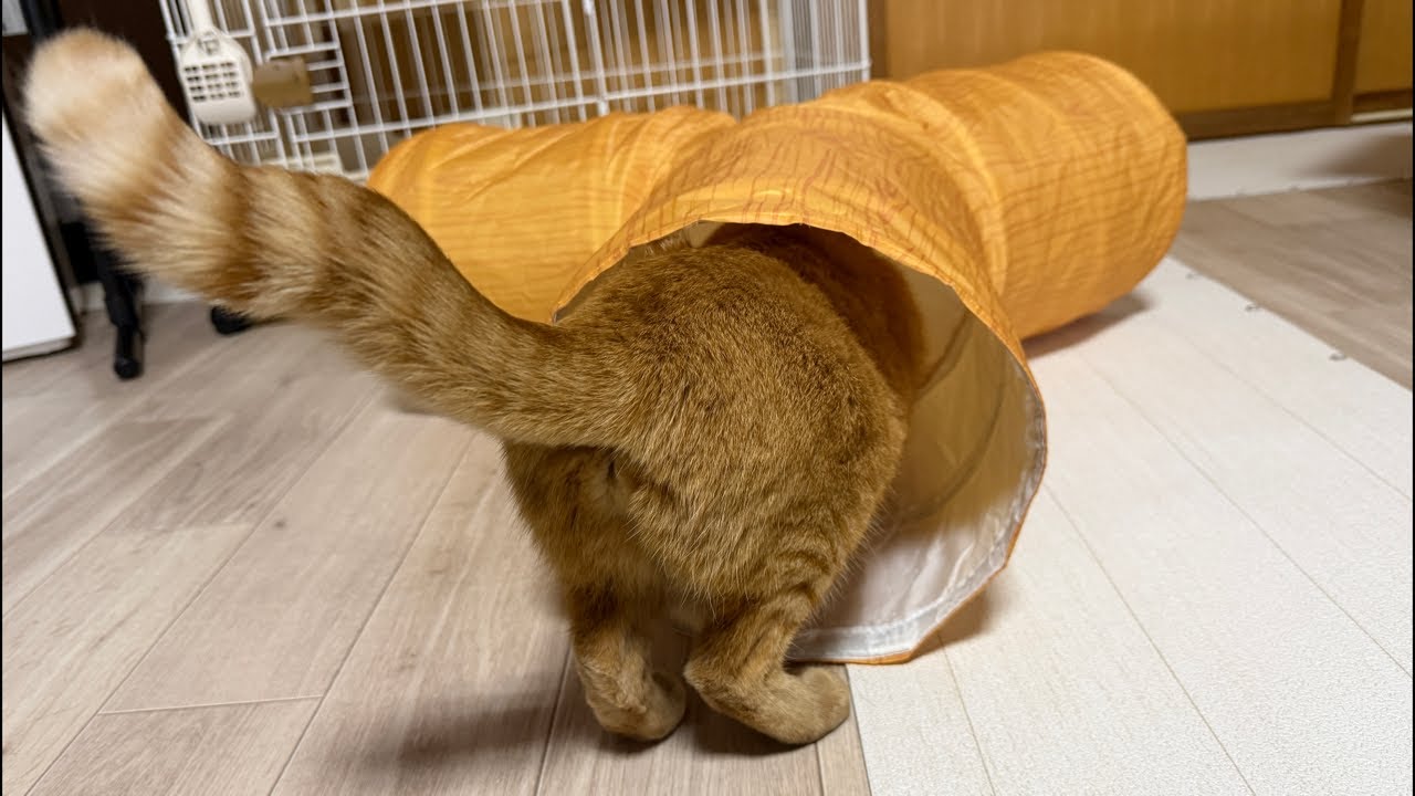 Let's do our best at tomorrow's adoption event❗️ - YouTube