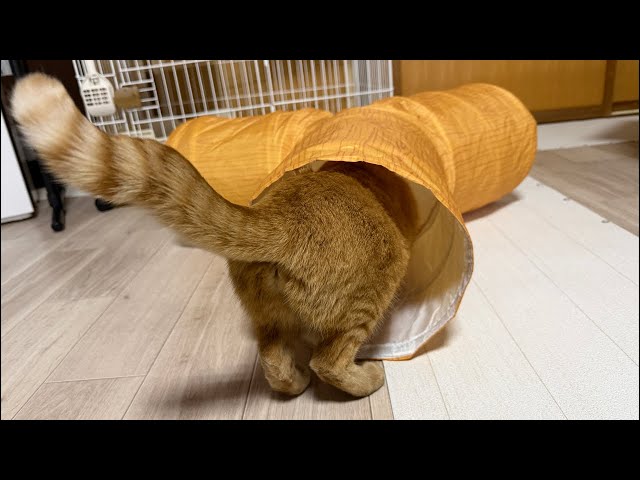 Let's do our best at tomorrow's adoption event❗️ - YouTube