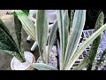 DIFFERENT VARIETIES OF SNAKE PLANT / SANSEVIERIA - Affordable to Super Expensive Indoor Plants