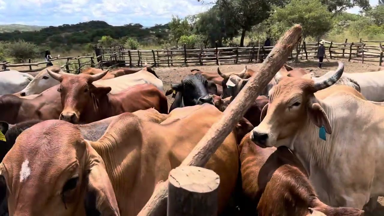 I can watch them all day