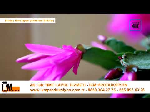 Bitkiler / Gelişim süreçleri time lapse - İKM Produksiyon