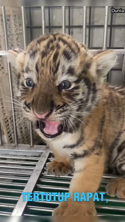 FAKTA MENGEJUTKAN BAYI HARIMAU 😱 #short #faktaunik #shortvideo #harimau #faktamenarik