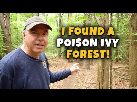 Just a another walk in the forest. Or is it? Killing Poison Ivy! MCG Video #209