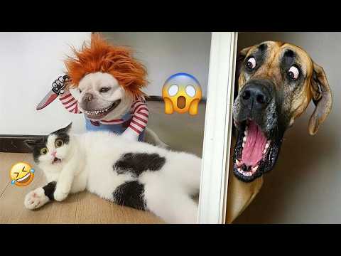 You Can’t Stop Laughing At These Dogs 🤣 FUNNIEST DOGS Video 2026 #30