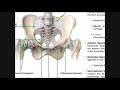 The Sacroiliac Joint [Part 1] | Major Ligaments & Structures