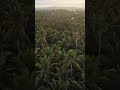 Golden Hour in Mindanao: Sunset, Palms & Island Calm | MINDANOW NETWORK