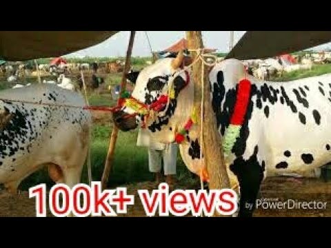 Islamabad cow mandi || 15 August 2018 || Rates update  