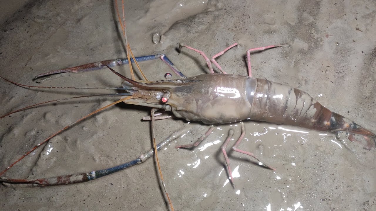 Amazing Fishing Method In Sundarban | King Prawn Hunting | Costal Area Fishing