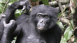 Grooming Behavior of Wild Bonobos