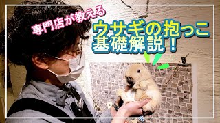 ウサギの抱っこの基礎解説【うさぎ専門店monLapin】