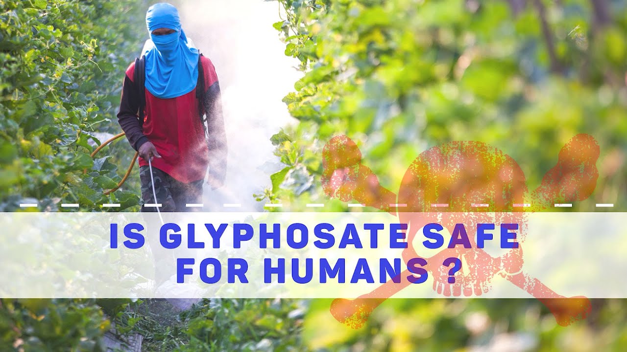 Is Glyphosate Safe for Humans? YouTube