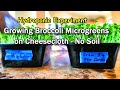 Hydroponic Broccoli Microgreens on Cheesecloth: Water vs. Nutrients,  a Side By Side Comparison