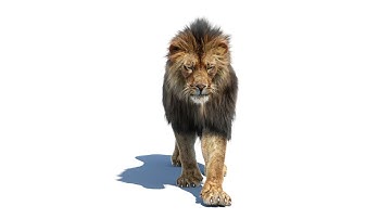Lion 3D Animation With Hair Dynamic | PROmax3D