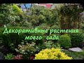 Декоративные растения моего сада