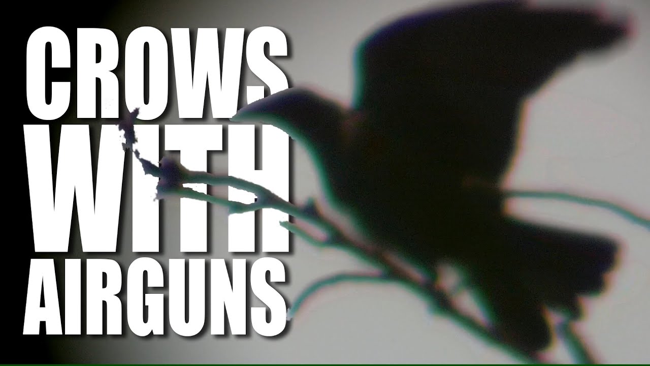 Shooting Crows With Airguns YouTube shooting-crows-with-airguns-youtube