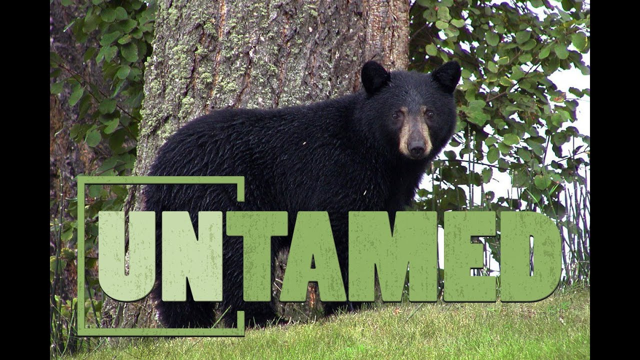 Preparing Orphaned Bear Cubs to Be Returned to the Wild