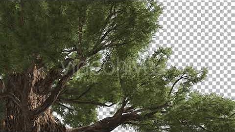 Western Juniper Trunk and Branches Close up | Motion Graphics - Envato elements