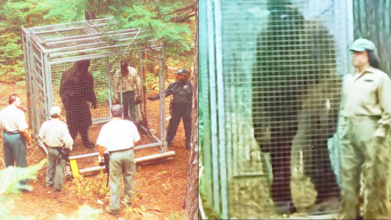THEY CAGED BIGFOOT' - Rangers' Terrifying BIGFOOT ENCOUNTER STORY - YouTube