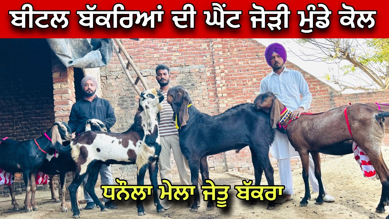 ਬੀਟਲ ਬੱਕਰਿਆਂ ਦੀ ਘੈਂਟ ਜੋੜੀ ਮੁੰਡੇ ਕੋਲ । ਧਨੌਲਾ ਮੇਲੇ ਚ ਜੇਤੂ ਬੱਕਰਾ ਦੇਖੋ 