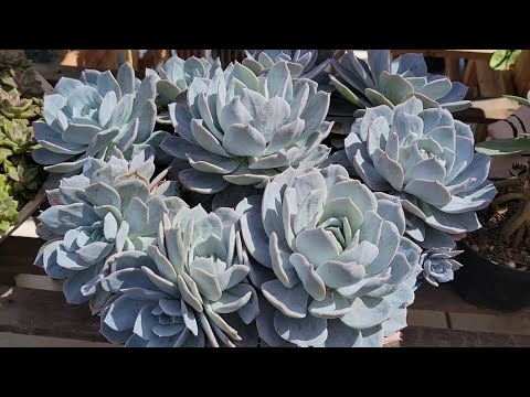8 most beautiful compact succulent colonies